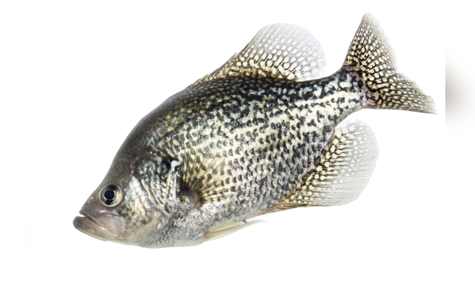 Black crappie with dark mottled sides and tall fins on a white background