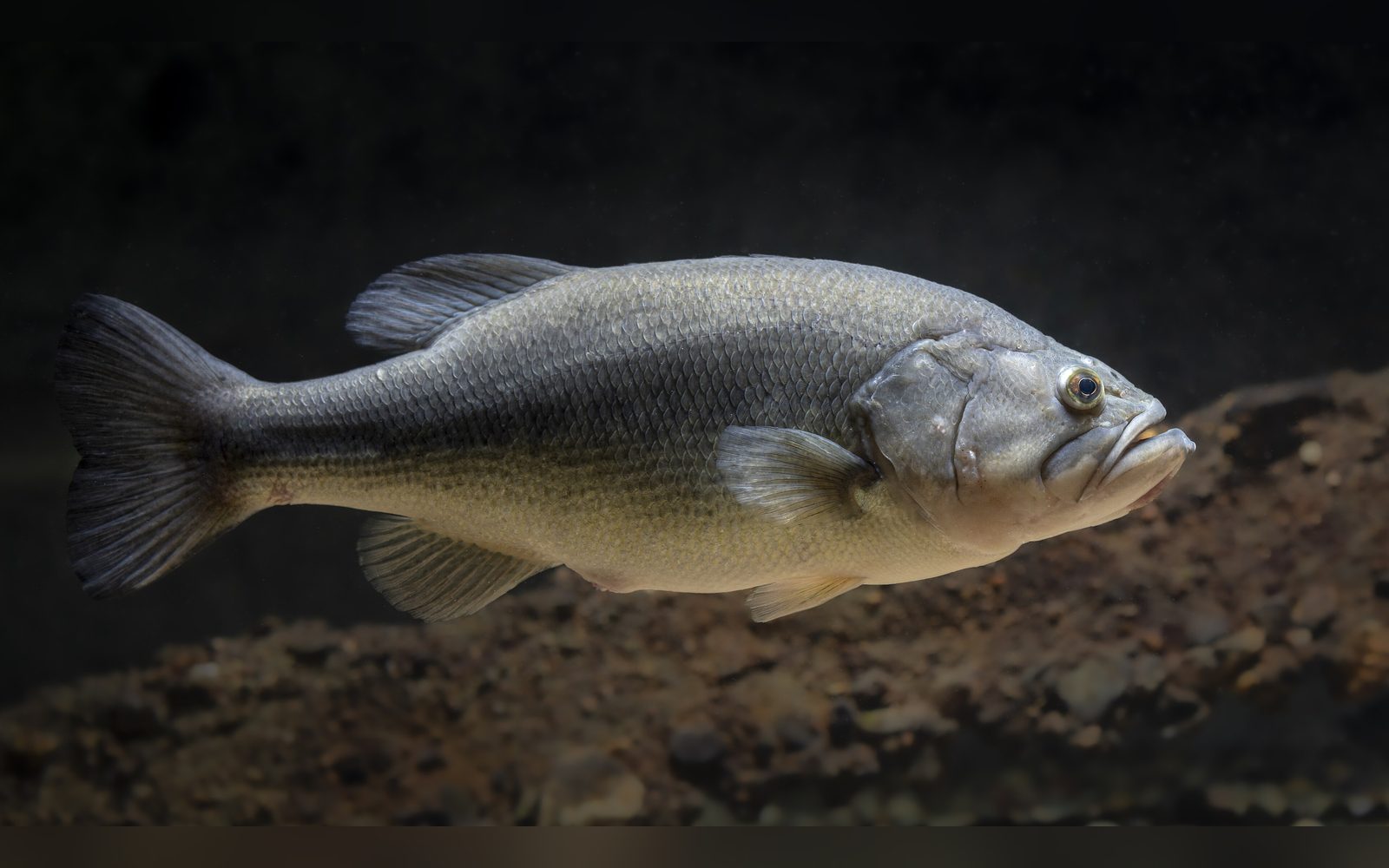 Largemouth bass in profile against a dark background