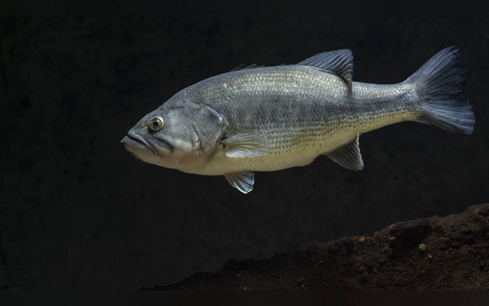 Largemouth bass swimming over a gravel bottom against a dark background