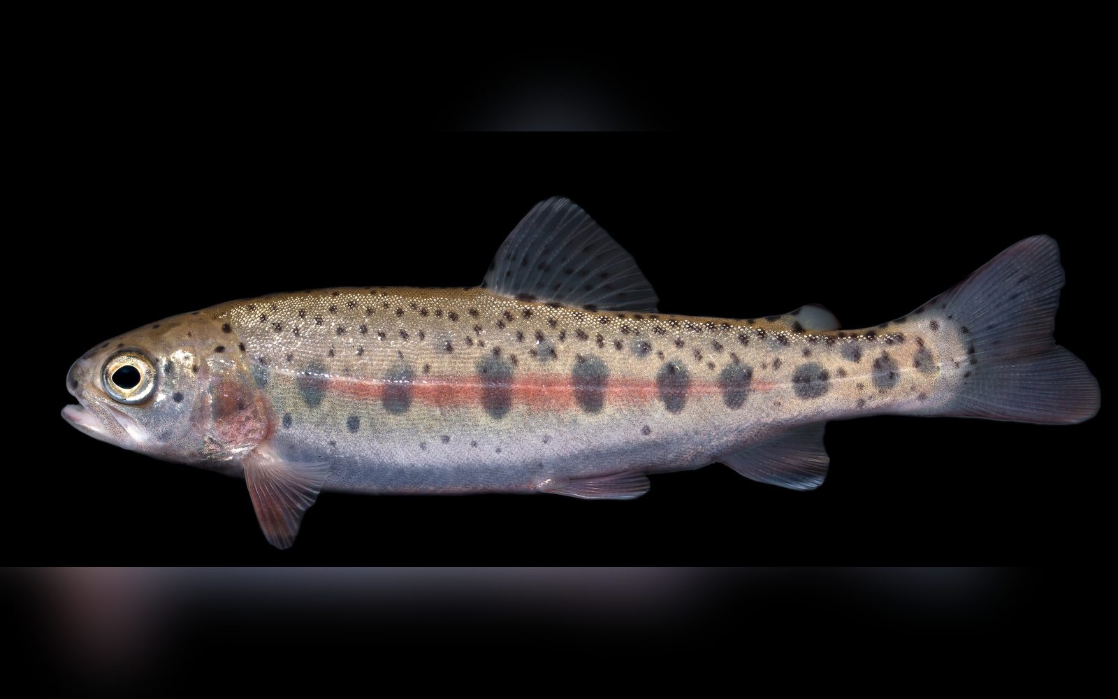 Young rainbow trout with a pink side stripe and dark spots against a black background
