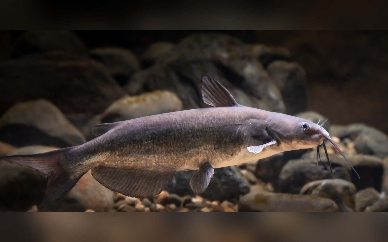 Channel catfish swimming over river rocks, whiskers extended