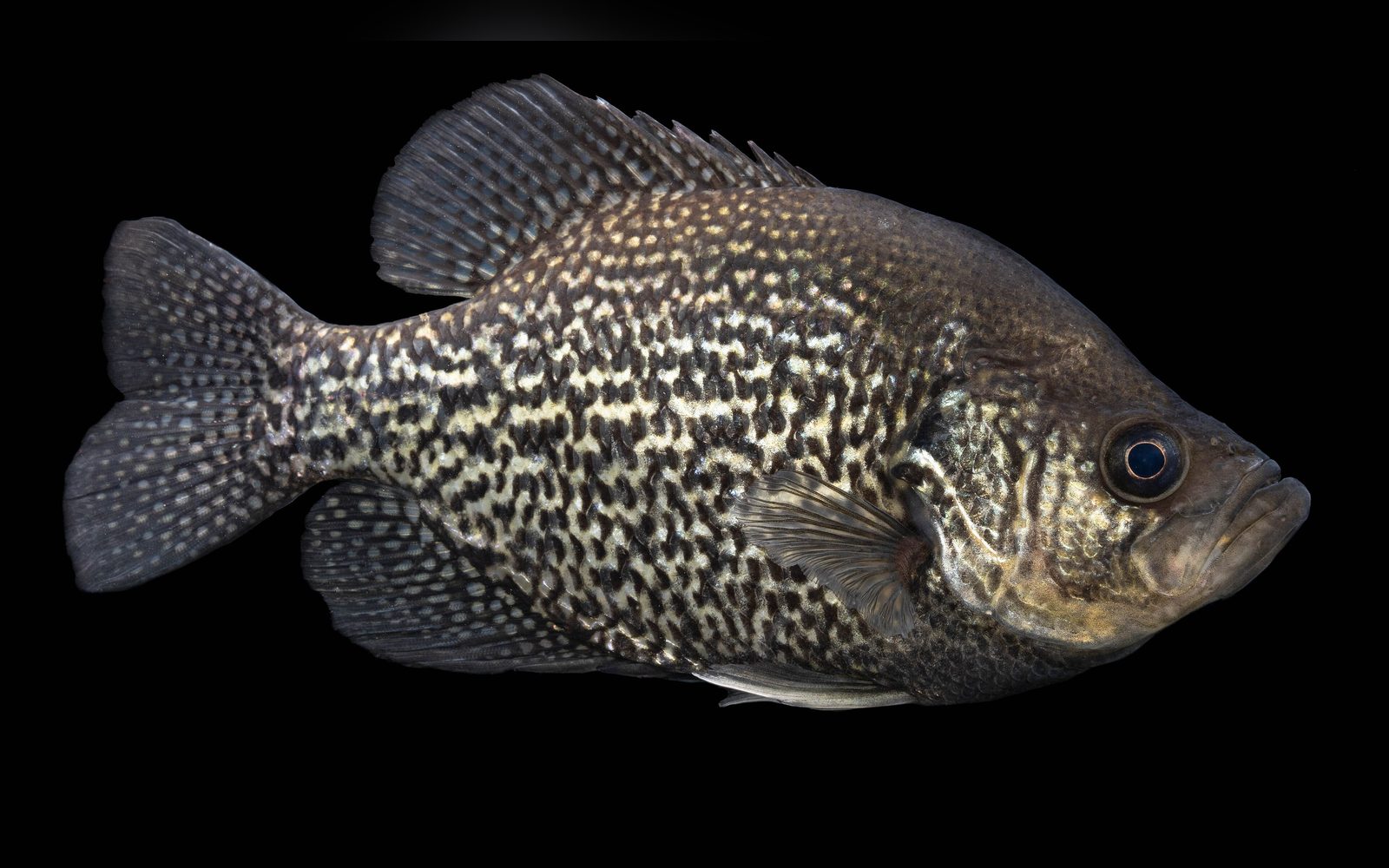 Black crappie in profile showing the dark speckled sides and tall dorsal fin, on a black background