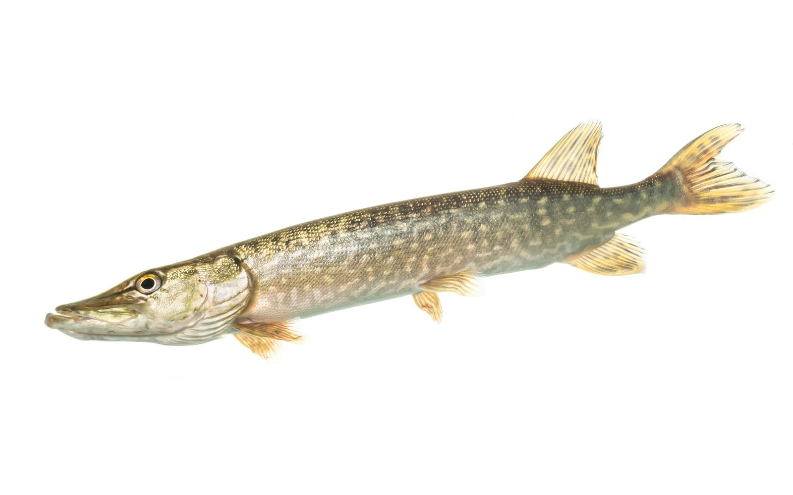 Northern pike in profile, long body with pale spots and orange fins, on a white background