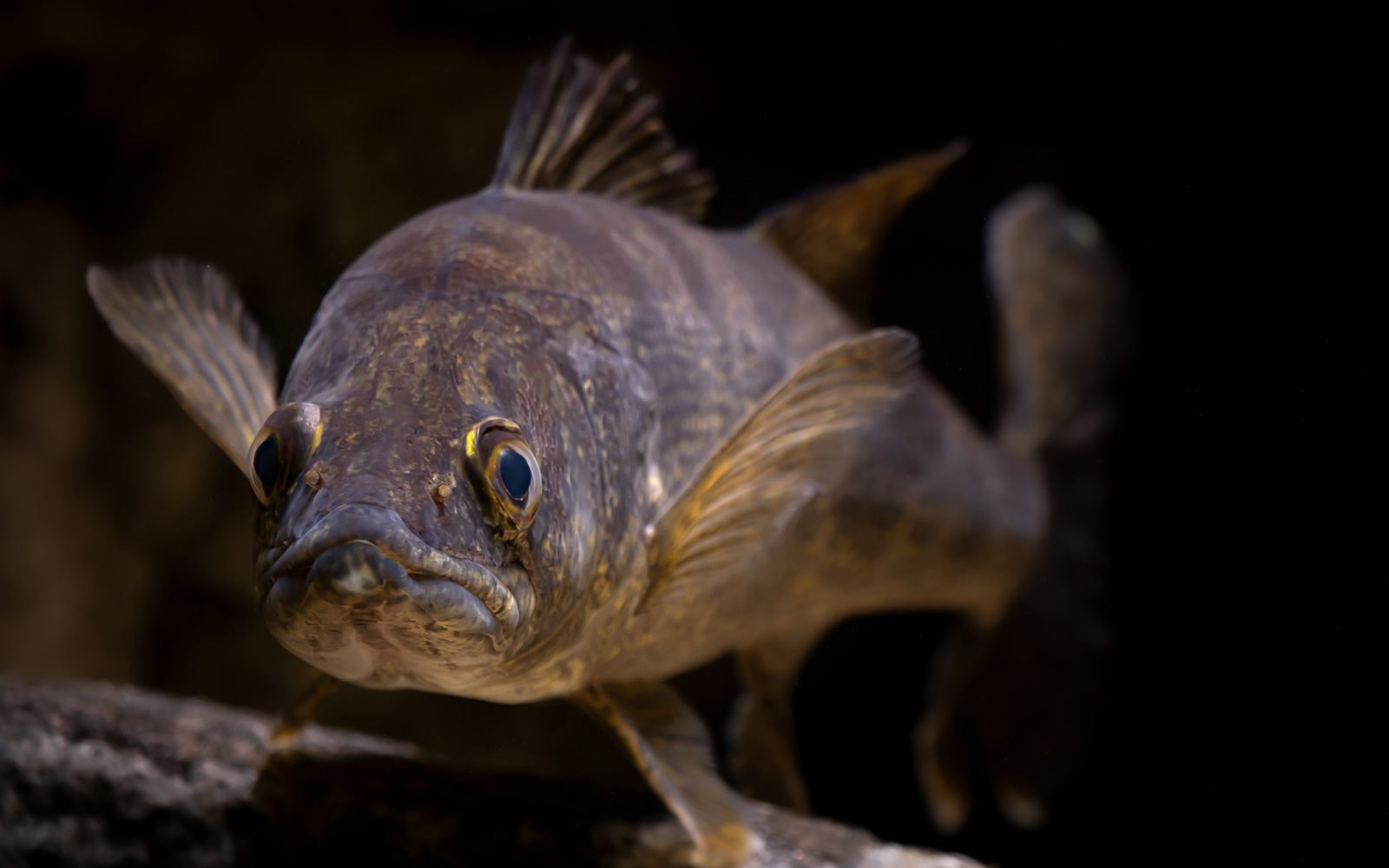 Walleye facing the camera, showing the large glassy eyes, over a dark background