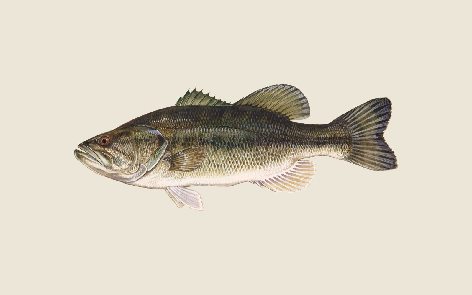 Illustration of a largemouth bass with a dark stripe along its green side and a large mouth