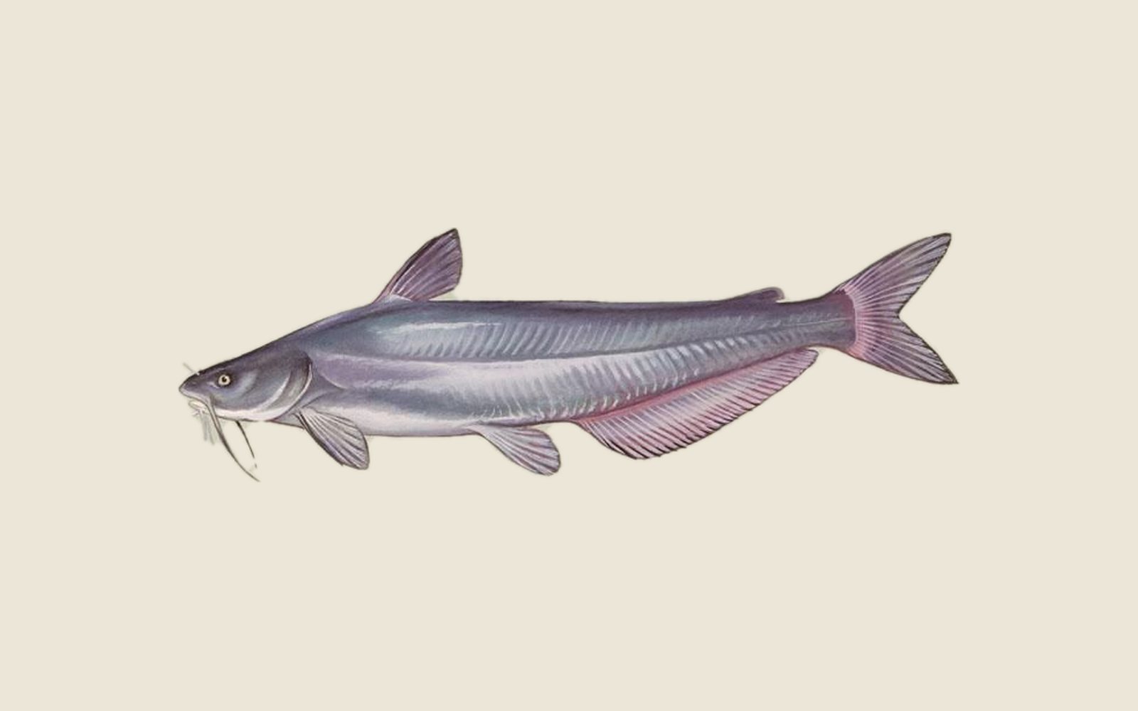 Illustration of a blue catfish with a slate-blue body, straight-edged anal fin and forked tail