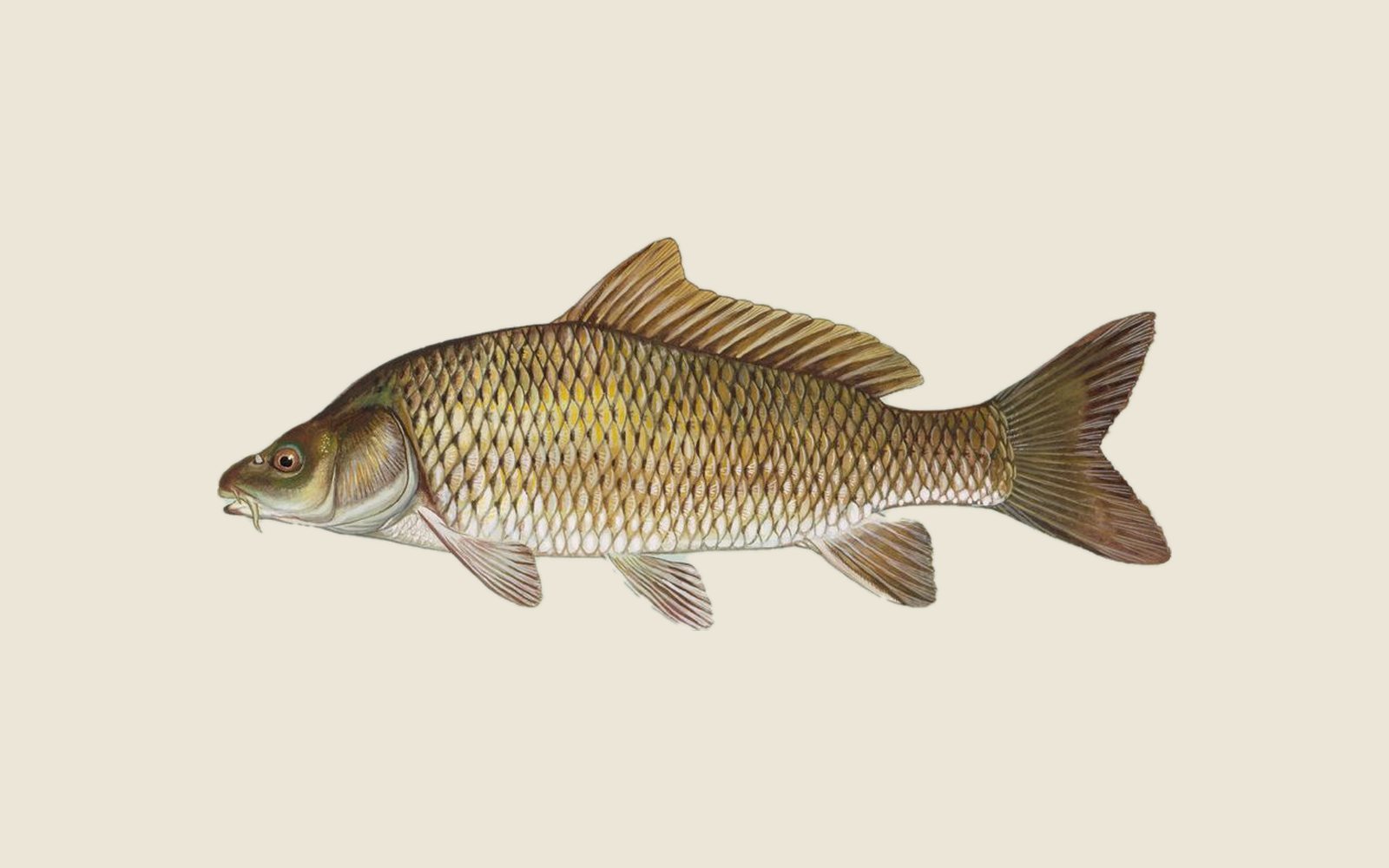 Illustration of a common carp with large golden-brown scales, a long dorsal fin and barbels at the mouth