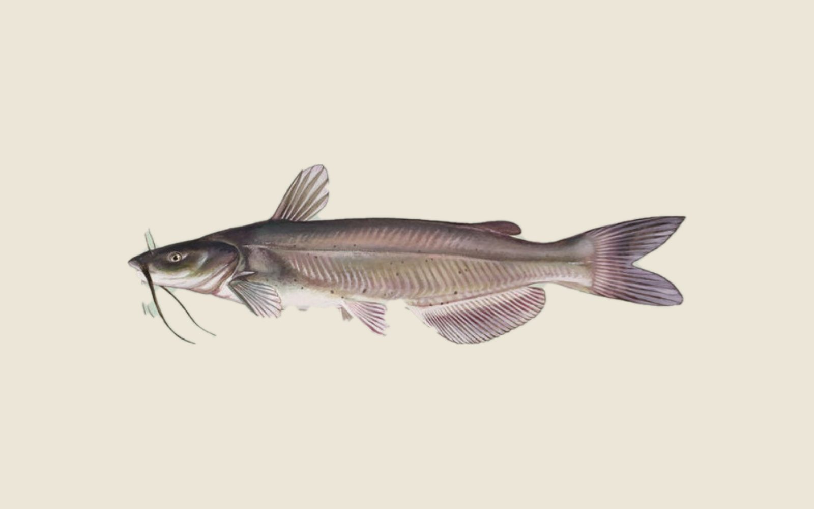 Illustration of a channel catfish with long whisker-like barbels, a forked tail and a rounded anal fin