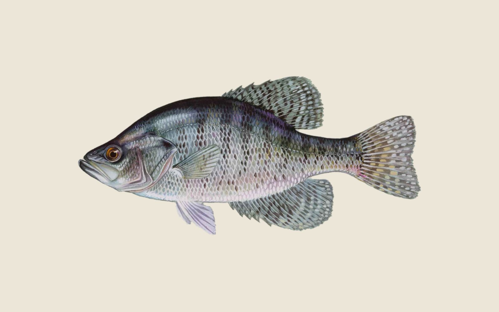 Illustration of a white crappie, a silvery deep-bodied panfish with faint dark bars and tall dorsal and anal fins