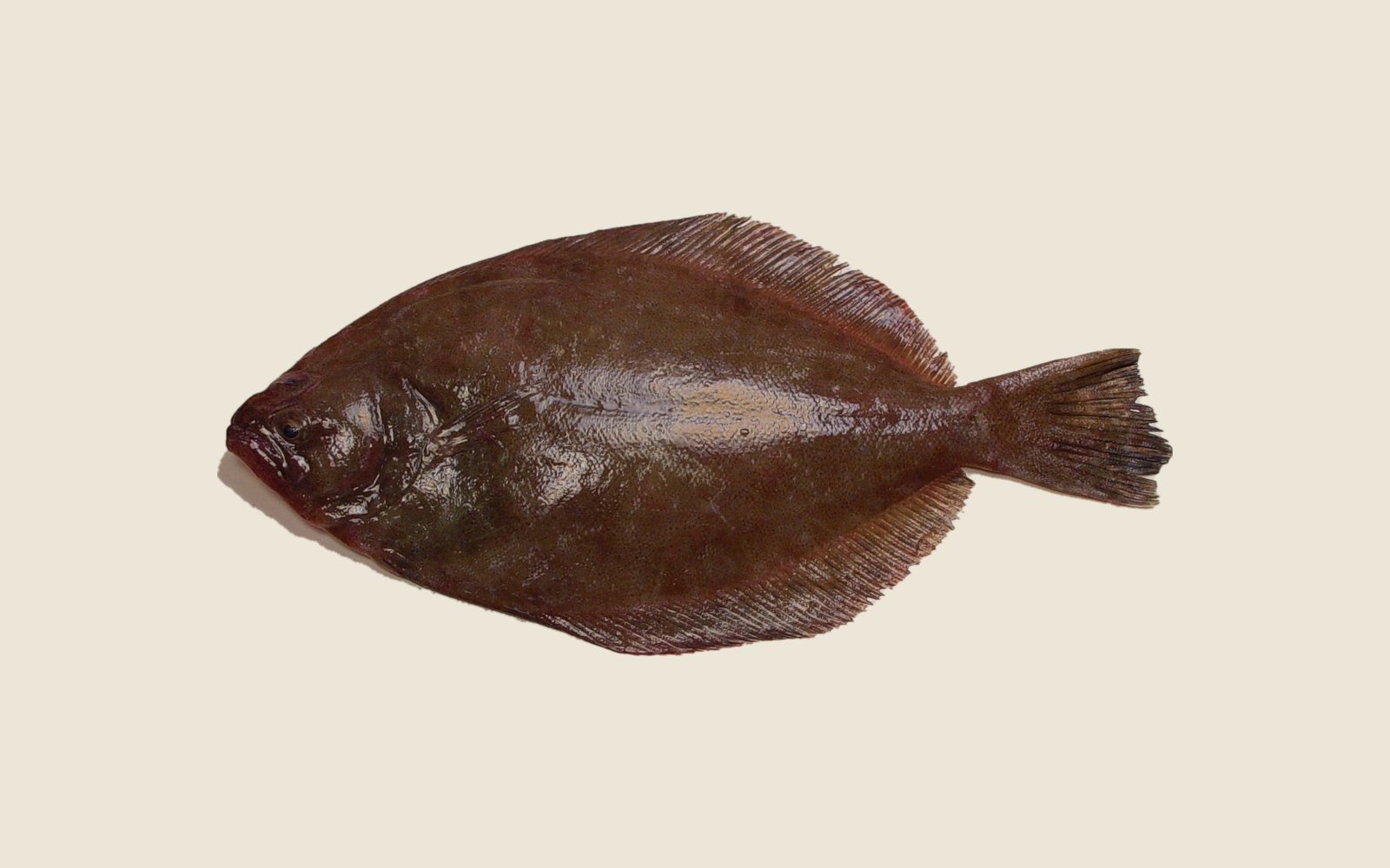 Photograph of a southern flounder, a flat brown fish with both eyes on its left side and a fringe of fins around the body