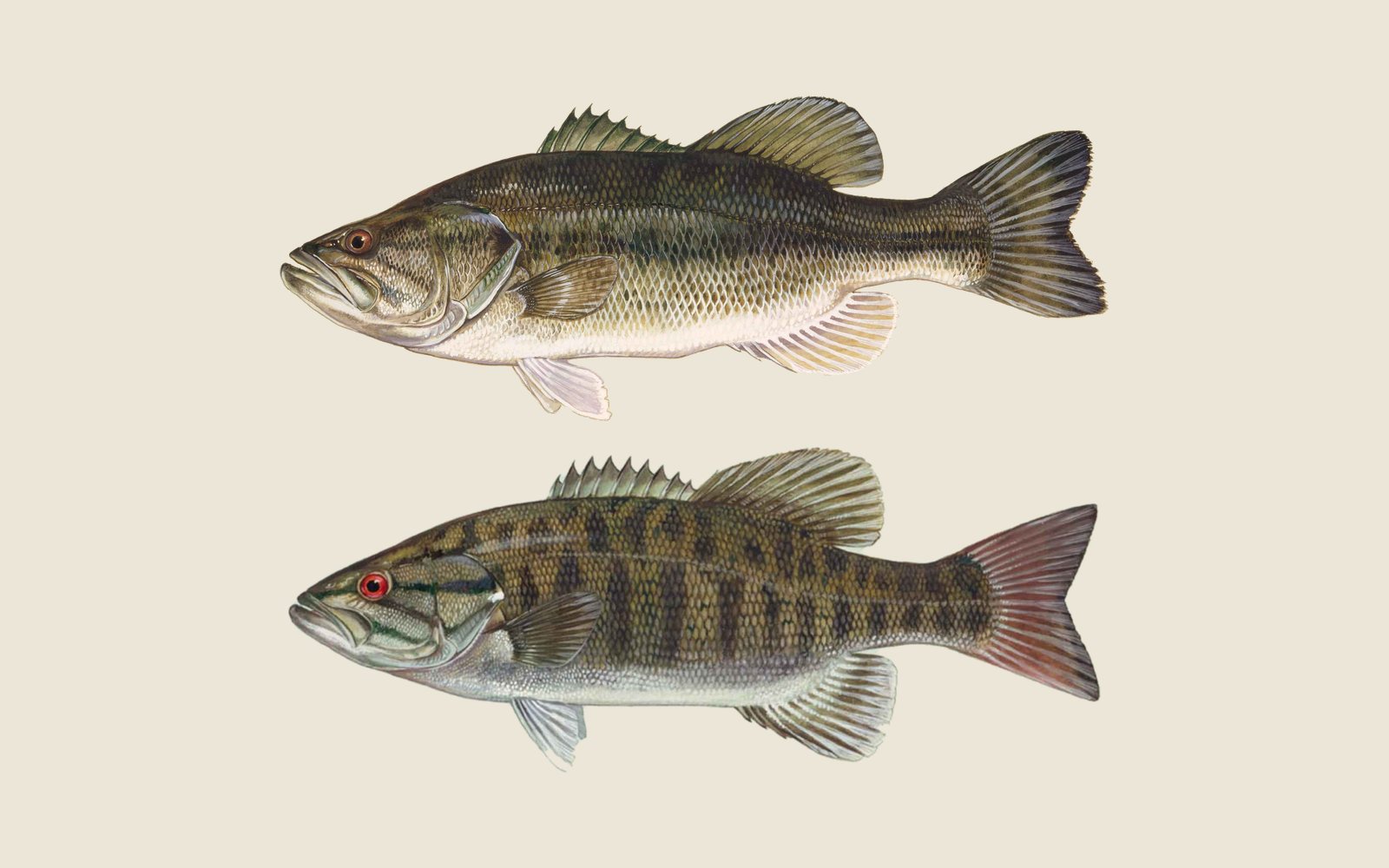 Illustrations of a largemouth bass above a smallmouth bass, showing the horizontal side stripe on one and vertical bars on the other