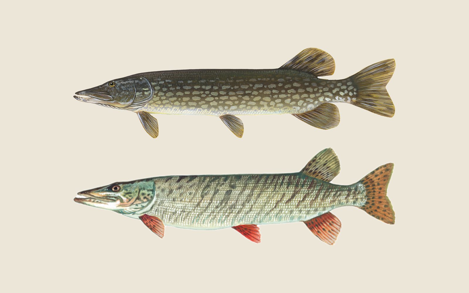 Illustrations of a northern pike with light bean-shaped spots above a muskellunge with dark vertical bars