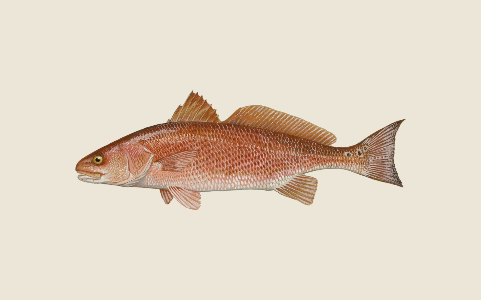 Illustration of a redfish with a copper-red body and a dark spot near the base of the tail