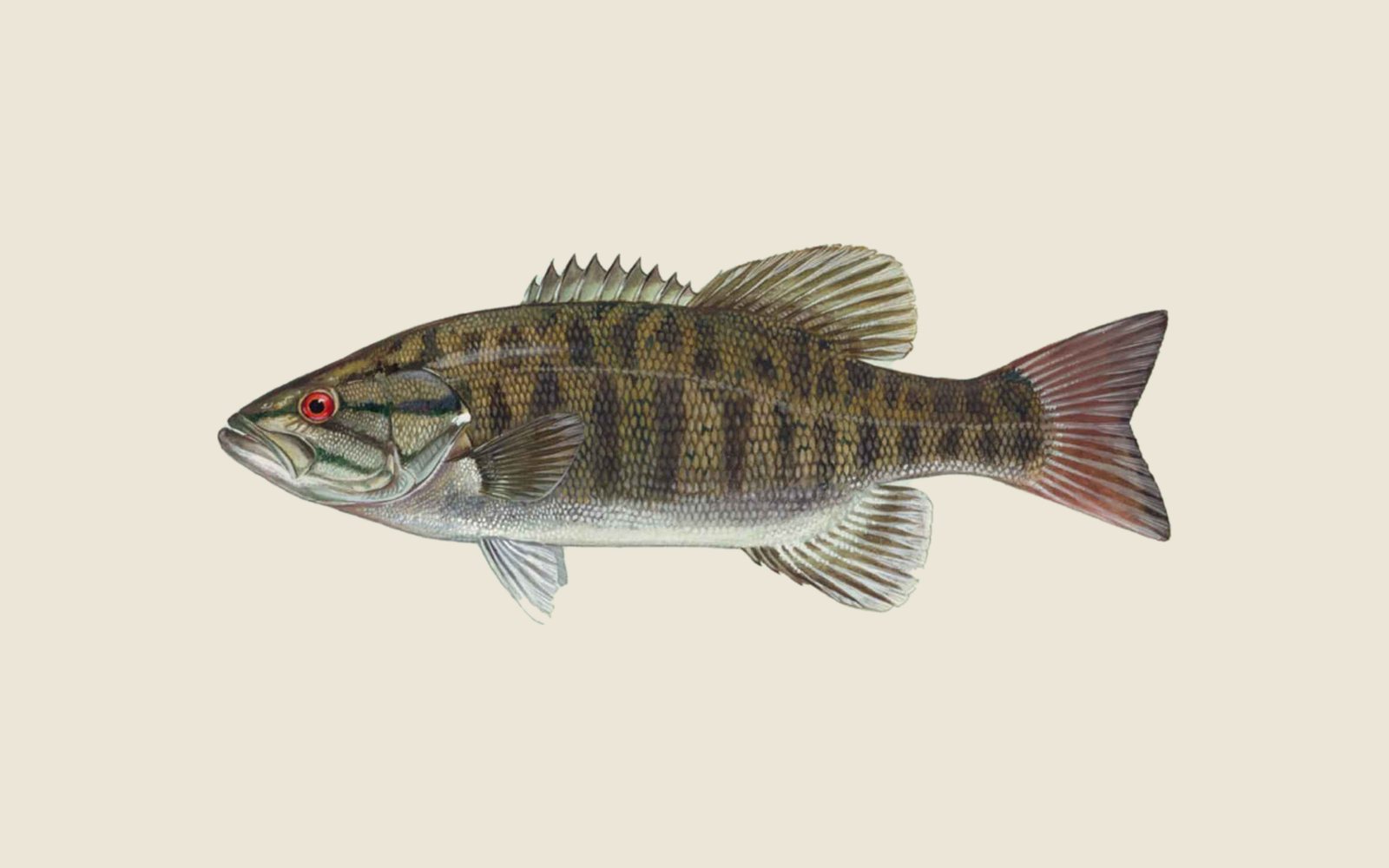 Illustration of a smallmouth bass with dark vertical bars along a green body and a red eye