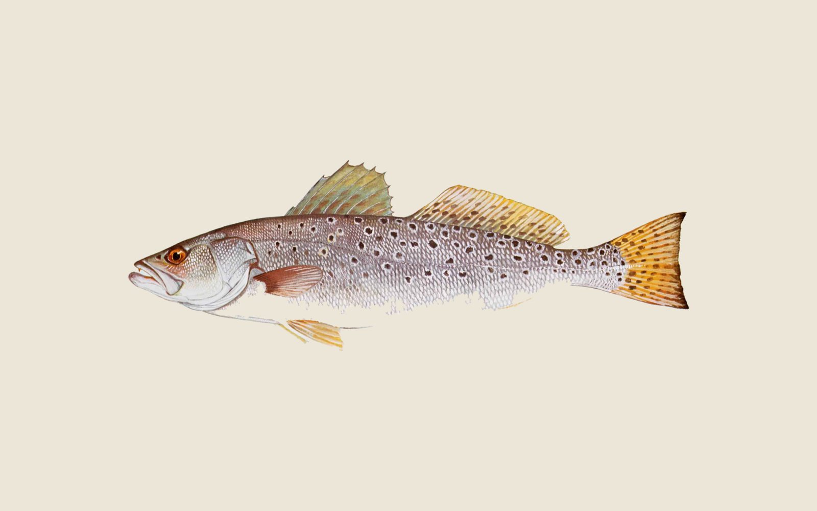 Illustration of a speckled trout, a silvery fish with round black spots across the back, dorsal fins and a yellow-tinged tail
