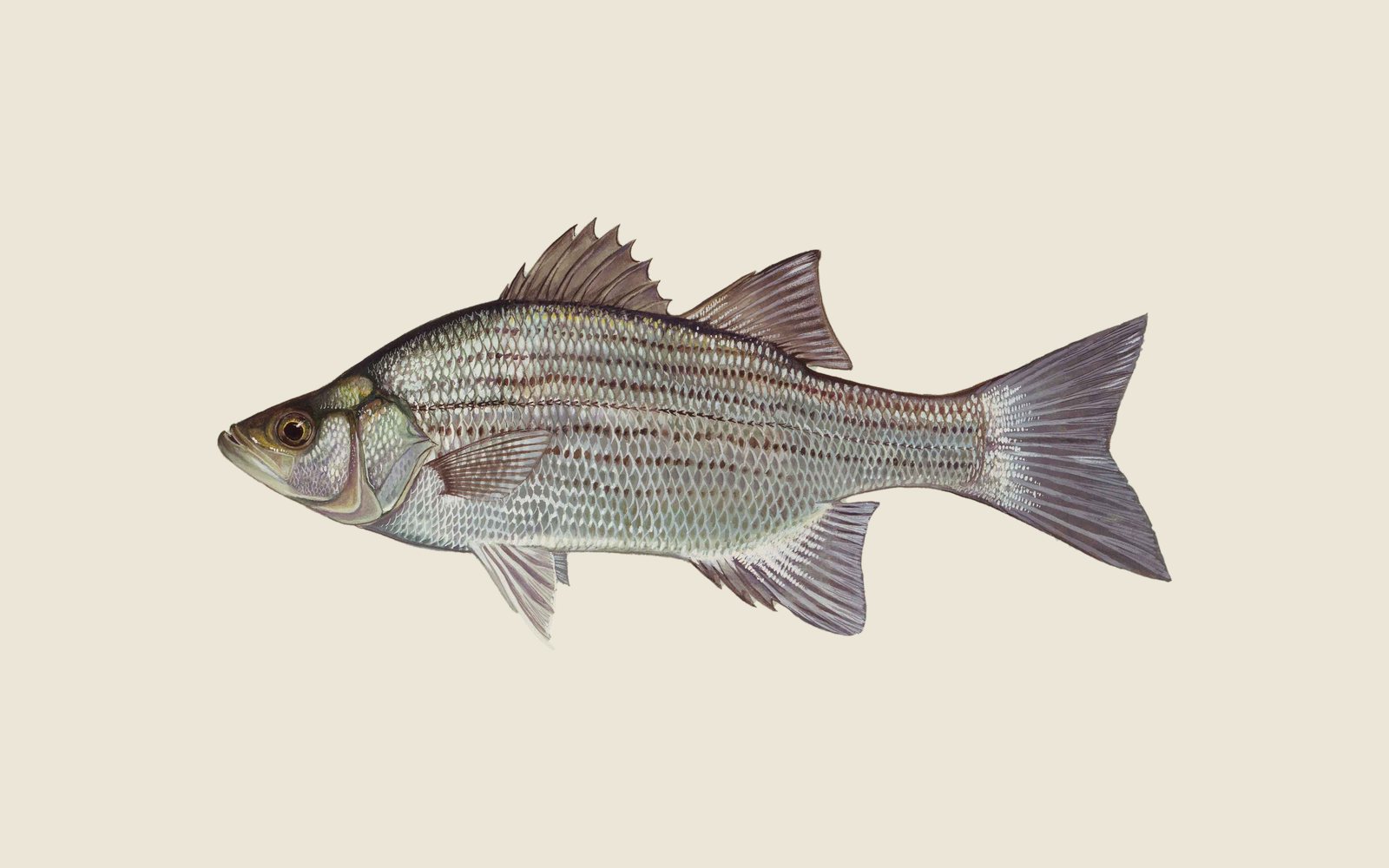 Illustration of a white bass, a silvery fish with several faint horizontal stripes and spiny dorsal fins